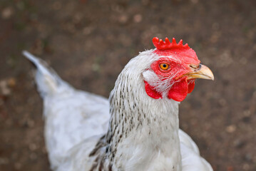 Hen at farm yard, Czech dominant breed. Poultry farming, chicken head closeup. Chicken in coop, hen at farm. Farm poultry concept. Dominant chickens - highly productive breed of laying hens