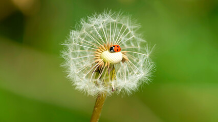 Marienkäfer auf einer Pusteblume - Glück und Leichtigkeit