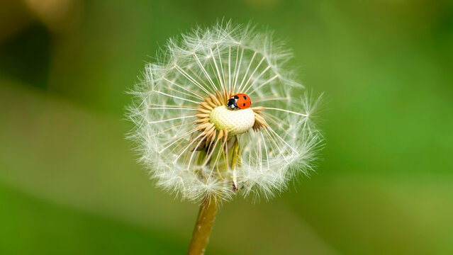 Marienk&auml;fer auf einer Pusteblume - Gl&uuml;ck und Leichtigkeit