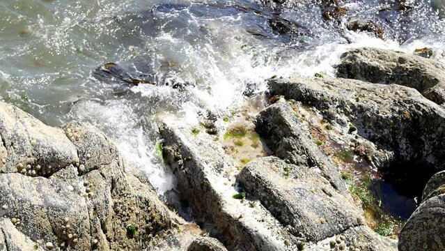 Top view of seashore rocks with limpets and seaweed