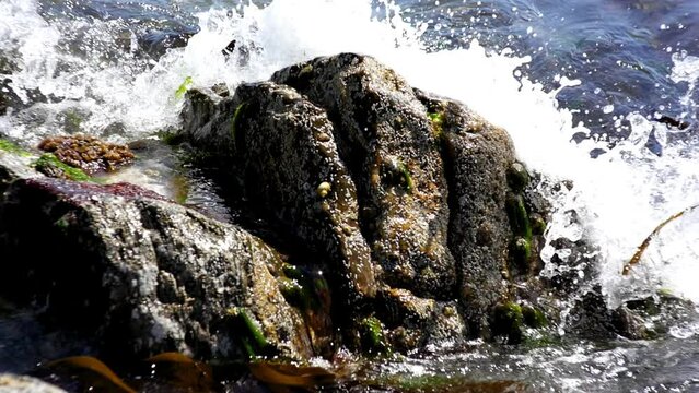 Wave bumping over seashore rocks with limpets and seaweed
