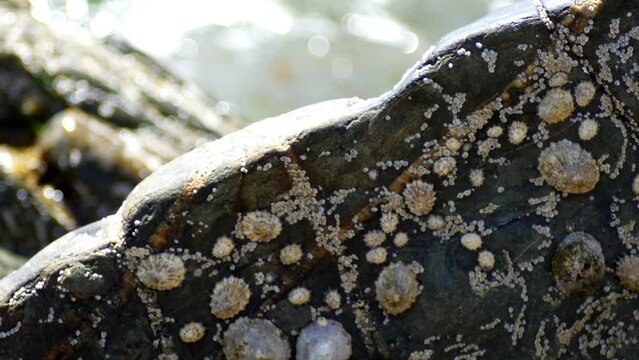 Zoomed closeup of seashore rocks with limpets