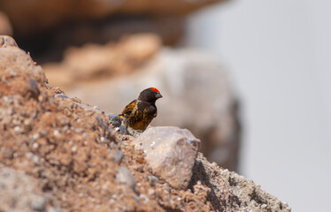 little bird watching on the ground, Red-fronted Serin, Serinus pusillus
