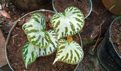 Begonia chloroneura in potted. Begonia chloroneura is a species of plant in the family Begoniaceae....
