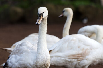 Swans are birds of the family Anatidae within the genus Cygnus. The swans' closest relatives include geese and ducks.