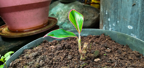 Plant seed of Aglaonema Siam Aurora or also known as Aglonema Lipstic is grown in pots, house plant, soil, indoor, hobby, Indoor flower home plant, growth, seed.