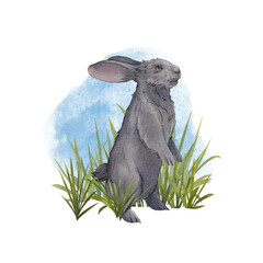 A cute gray rabbit is standing in the grass isolated on a white background. Watercolor illustration of the Easter bunny. Drawing of a beautiful rabbit with long ears. Suitable for lettering, pack.