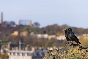 A couple of crows on a rock with Calton Hill (Edinburgh World Heritage) in the background.