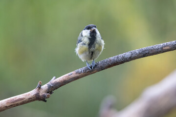 Great tit, Parus major. great tit in the natural environment, on a branch