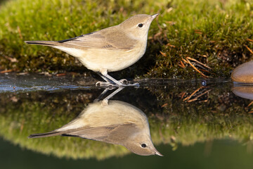 Wood warbler, Phylloscopus sibilatrix. a beautiful bird swims and looks at the reflection in the water