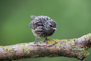 Young Common Redstart, Phoenicurus phoenicurus. a beautiful bird in the natural environment