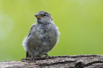 sparrow, Passer domesticus. a beautiful sparrow in a natural environment