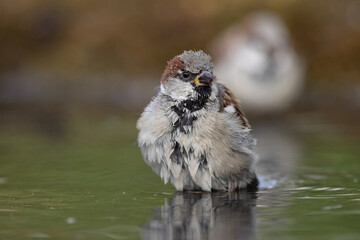 sparrow, Passer domesticus. a young sparrow is bathing