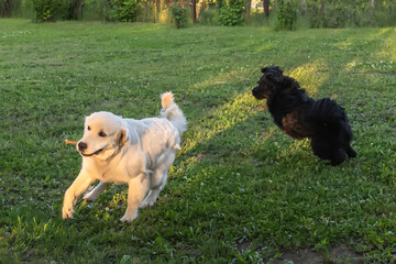 Two dogs white and black run and frolic on the green lawn in the summer