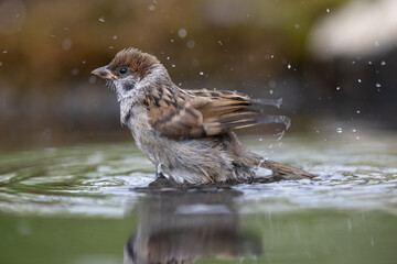 sparrow, Passer domesticus. a young sparrow is bathing