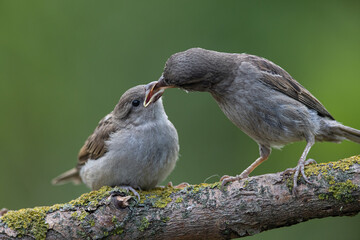 sparrow, Passer domesticus. an adult sparrow feeds its young chick