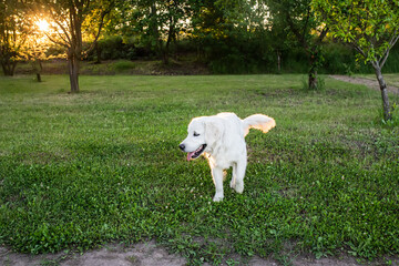 A cute golden retriever runs through the garden at sunset. Dog with a sunlit tail