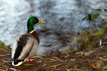 The mallard or wild duck (Anas platyrhynchos) is a dabbling duck that breeds throughout the temperate and subtropical Americas, Eurasia, and North Africa.