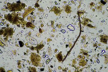 soil microorganisms in a soil sample, soil fungus and bacteria on a regenerative farm in compost....