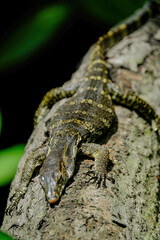 lizard on the tree