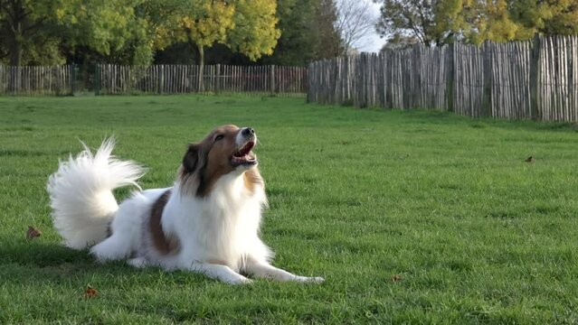 Sheltie dog barking and wagging tail while lying on grass at dog park in Antwerp in 4k slow motion video