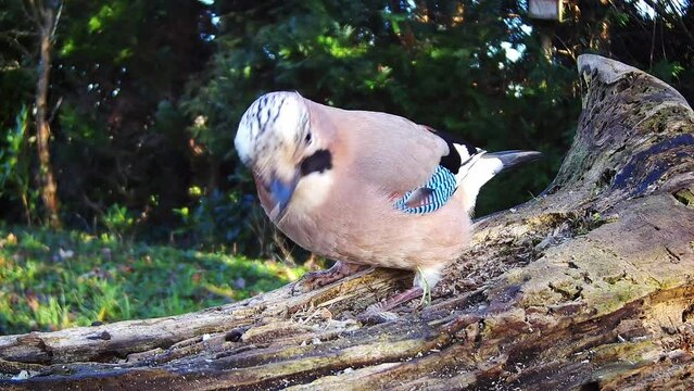 Eichelh&auml;her (Garrulus glandarius) 