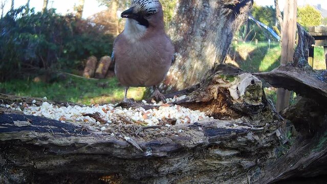 Eichelh&auml;her (Garrulus glandarius) 