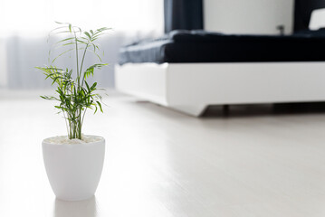 plants in white pot in bed room.Potted Chamaedorea elegans. Parlor palm with sunlight. Tropical plant on floor