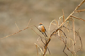 枝に止まるモズ