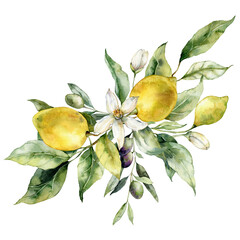 Watercolor tropical bouquet of ripe lemons, olives, flowers and leaves. Hand painted branch of fresh fruits isolated on white background. Tasty food illustration for design, print, fabric, background. - 574957025