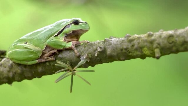 Żabka na gałęzi. Rzekotka drzewna, siedzi, a następnie obraca się.