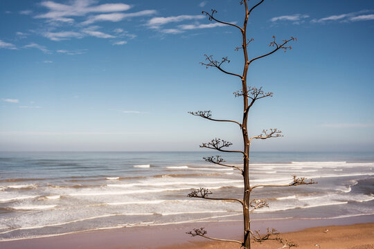 Leafless tree on sandy beach on sunny day