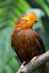 Andean cock-of-the-rock (Rupicola peruvianus)