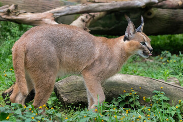 caracal in the grass