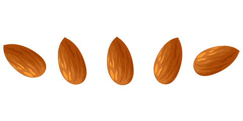 アーモンドのイラスト素材　ベクター