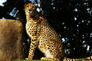 Northeast African cheetah