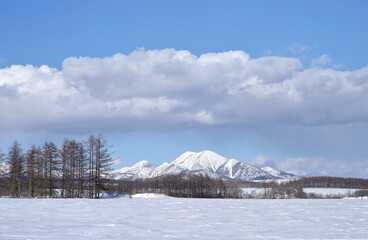 雪原と防風林の向こうに見える武佐岳