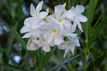 Obraz na płótnie Canvas White Oleander flower- Nerium oleander