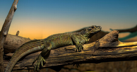 The Philippine sailfin lizard usually lies close to bodies of water
