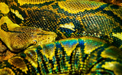 The reticulated python (Malayopython reticulatus) is a python species native to South and Southeast Asia.