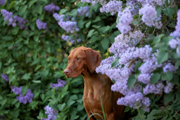 dog in lilac bushes. Happy Hungarian Vizsla in nature, Pet portrait in bloom flowers 