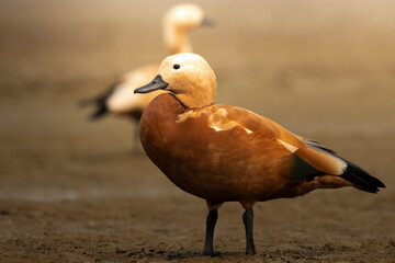 A male ruddy shelduck at gajoldoba