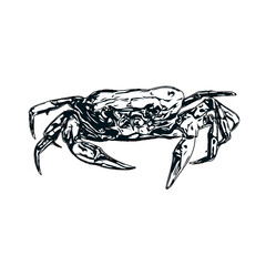 black and white sketch of a crab with transparent background