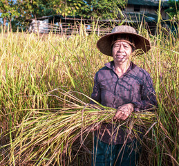 A Happy senior Asian woman farmer smiling harvesting rice in a field, rice plants in golden yellow in rural Thailand