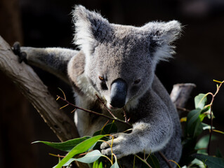 Koala. Arboreal herbivorous marsupial native to Australia.