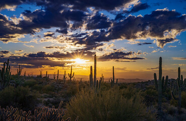 Setting Sun Desert Landscape In North Scottsdale AZ With Cactus