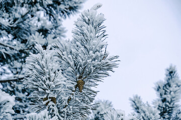 Background, snow covered pine branches.