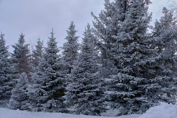 Fir trees covered with snow.Winter forest.