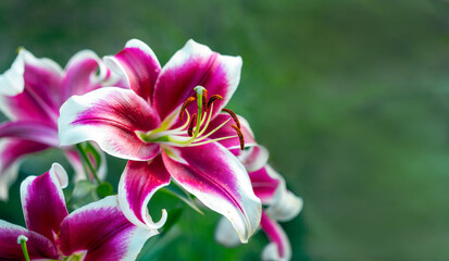 Bright pink and white lilies on a natural background. Bulb flowers in the garden.