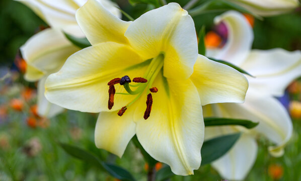 Delicate yellow lilies on a natural background. Bulb flowers in the garden.